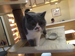 -滚猫咖啡·猫咖·猫友好撸猫(未来城店)