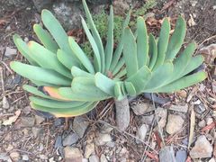 -墨尔本皇家植物园