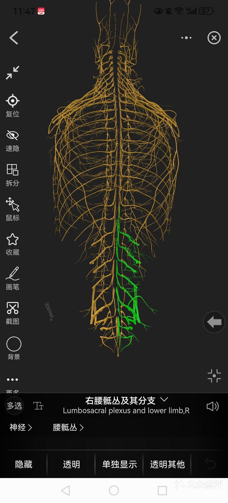 腰骶神经丛的上段为腰丛,位于腰大肌深部,-大众点评