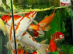 -老姐石板烧烤+铜炭火锅(总店)