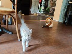 -猫岛主趣味餐厅(鼓浪屿店)