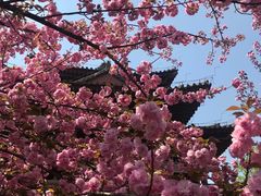 -西安青龙寺遗址景区