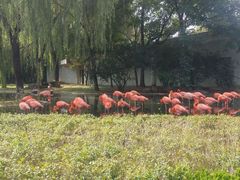 -石家庄市动物园