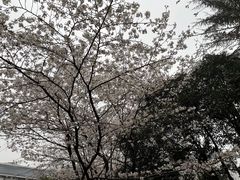-武汉大学-樱园