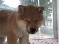 -柴犬高等学院·狗咖·柴犬售卖·宠物训练