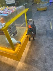 -神奇动物撸宠馆·羊驼·小浣熊·异宠(豫园店)