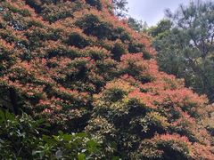 -梧桐山风景名胜区