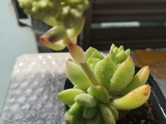 -万商花鸟市场
