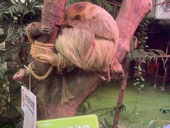 -正佳雨林生态植物园