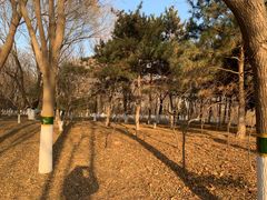 -大兴滨河森林公园