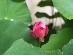 -几荷·恰似故人来(秀水广场店)