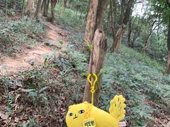-黄埔油麻山森林公园