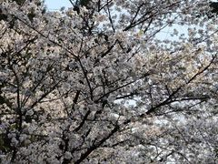 -武汉大学-樱园