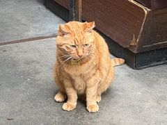 -肥仔文澳门猪骨煲(南京西路店)