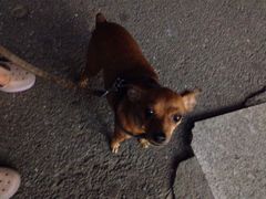 iphone_upload_pic-中环花鸟鱼虫市场