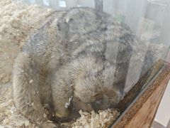 -怪兽屋·羊驼·猫咖·狗咖(俊华广场店)