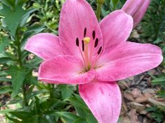 -都江堰玫瑰花溪谷