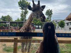 -西霞口神雕山野生动物世界