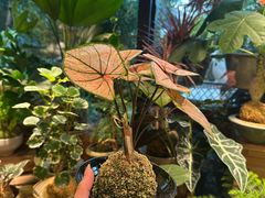 -自由生长植物工作室(深港花卉中心店)