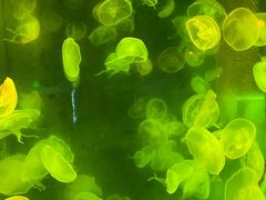 -太平洋海底世界