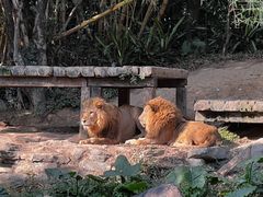 -广州长隆野生动物世界