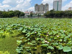 -荔湾湖公园