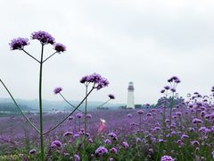 -紫颐香薰山谷景区