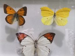 -上海昆虫博物馆