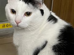 -宠颐生猫科·内科皮肤科(西平世纪城店)