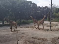 -深圳野生动物园