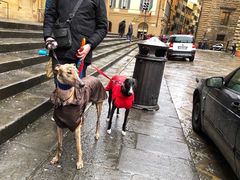 -圣母百花大教堂穹顶