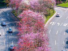 -香蜜公园