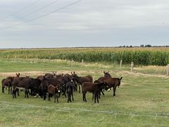 -亿利库布其七星湖沙漠生态旅游区