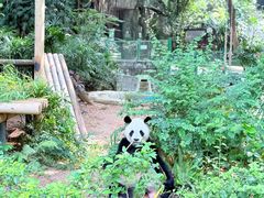 -深圳野生动物园