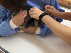 -爱妮康宠物医院·干细胞免疫细胞·肿瘤·心脏(张江店)