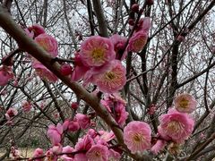 -香雪海