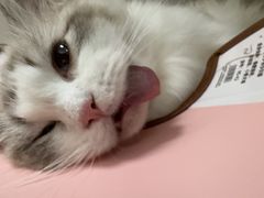 -瑞派康怡24h宠物医院·犬猫医疗中心·微创绝育(瑞景分院)