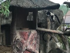 -清迈夜间动物园