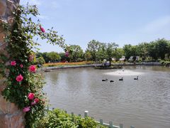 -鹅湖玫瑰文化园