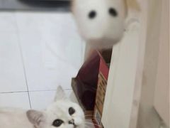 -东方名猫馆·英短金渐层布偶猫舍(环线广场1号楼店)