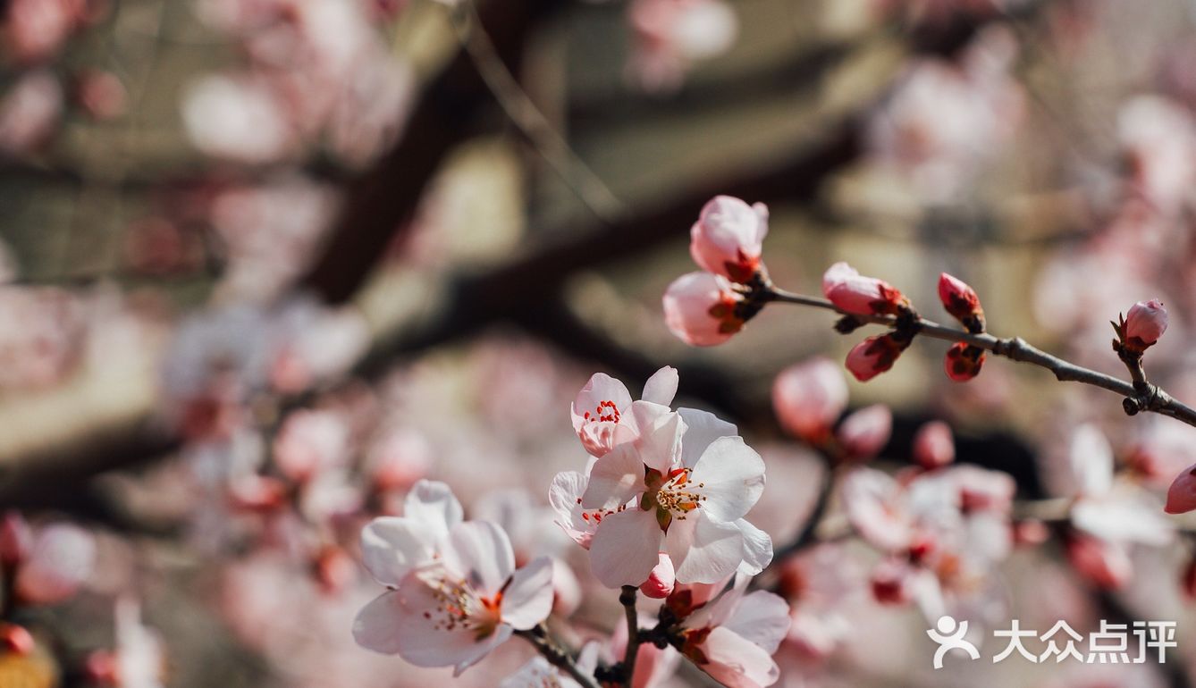 春季桃花拍照教程