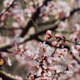 春季桃花拍照教程