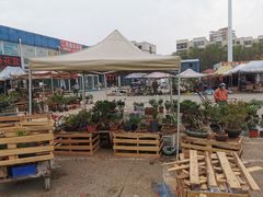 -中环花鸟鱼虫市场