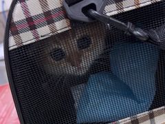 -四月宠物医院·猫专科·心脏专科·内科(转塘店)