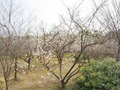 -香雪海