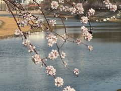 -桃花堤公园