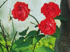 -广州神农草堂中医药博物馆