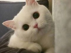 -八婆婆烧仙草(中山路店)