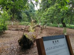 -张坝桂圆林公园