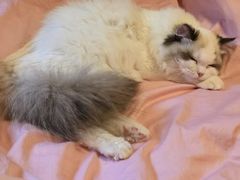 -猫十亿·布偶金渐层·曼基康矮脚猫舍(青年路店)